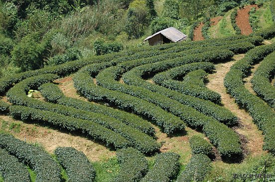 tea hedgerow